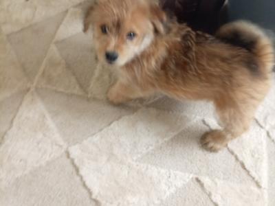 Shih Tzu x Pomeranian puppies in Sligo