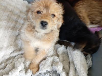 Shih Tzu x Pomeranian puppies in Sligo