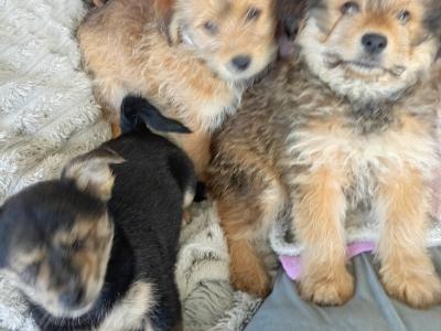 Shih Tzu x Pomeranian puppies in Sligo