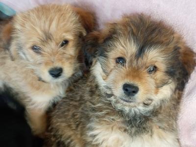Shih Tzu x Pomeranian puppies in Sligo