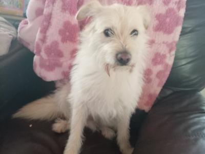 Shih Tzu x Pomeranian puppies in Sligo
