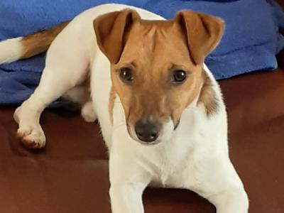 Good looking Jack Russell for stud in Dublin
