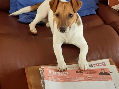 Good looking Jack Russell in Dublin