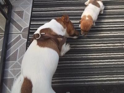 Good looking Jack Russell in Dublin