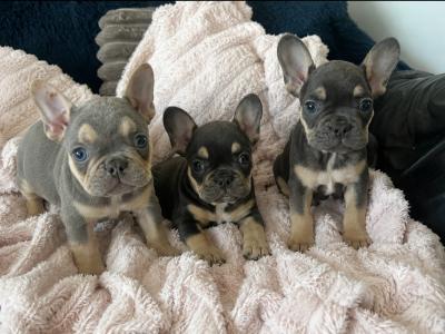 Show Quality French Bulldogs male lilac and tan IPKC in Limerick