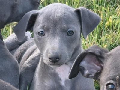 Whippet pups in Laois