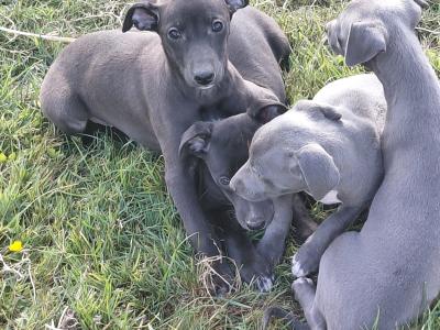 Whippet pups in Laois