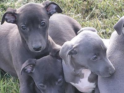 Whippet pups in Laois