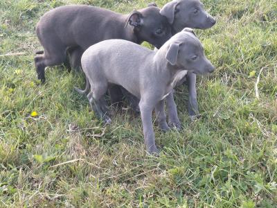 Whippet pups in Laois