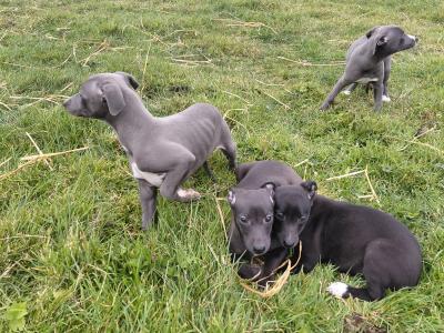 Whippet pups in Laois