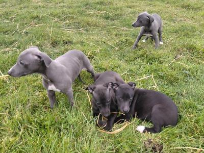 Whippet pups in Laois
