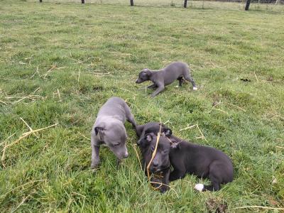 Whippet pups in Laois