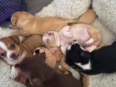 Chiweenie ♡ (Chihuahua x Dachshund) puppies in Galway
