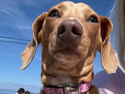 Chiweenie ♡ (Chihuahua x Dachshund) puppies in Galway
