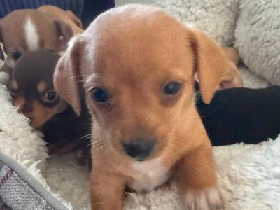 Chiweenie ♡ (Chihuahua x Dachshund) puppies in Galway
