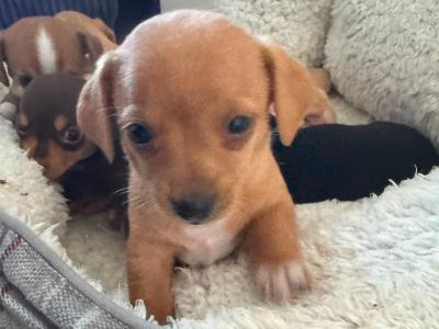 Chiweenie puppies ♡ (Chihuahua x Dachshund) in Galway