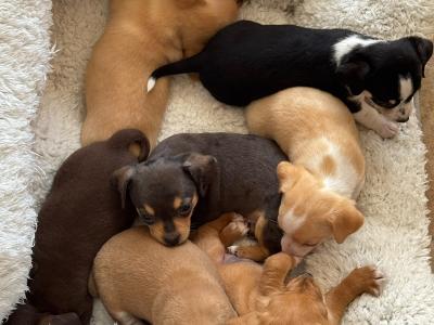 Chiweenie ♡ (Chihuahua x Dachshund) puppies in Galway