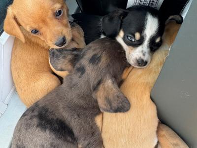 Chiweenie ♡ (Chihuahua x Dachshund) puppies in Galway