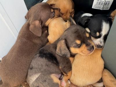 Chiweenie ♡ (Chihuahua x Dachshund) puppies in Galway