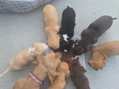 Chiweenie ♡ (Chihuahua x Dachshund) puppies in Galway
