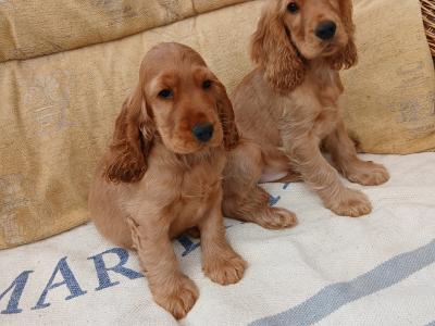 Cocker Spaniel puppies in Wexford