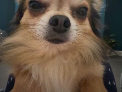 Chiweenie ♡ (Chihuahua x Dachshund) puppies in Galway
