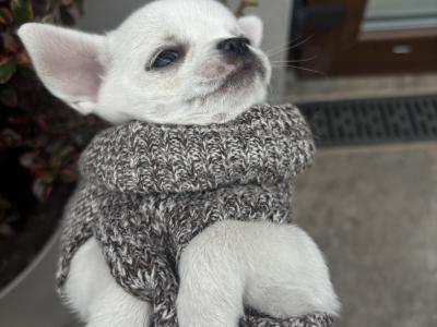Chihuahua puppies in Dublin