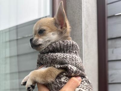 Chihuahua puppies in Dublin