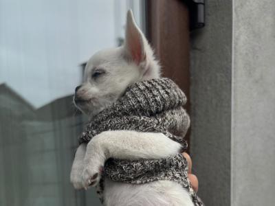 Chihuahua puppies in Dublin