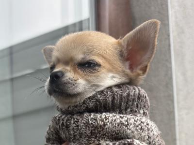 Chihuahua puppies in Dublin