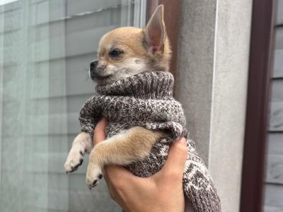Chihuahua puppies in Dublin