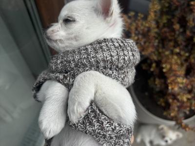 Chihuahua puppies in Dublin