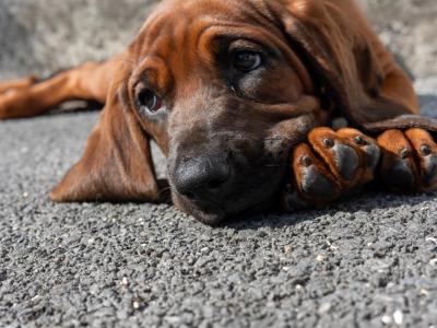Beautiful Bavarian Mountain Hound puppies 🐾2 males left 🐾 IKC Registered (Pending)
