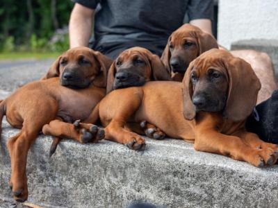Beautiful Bavarian Mountain Hound puppies 🐾 IKC Registered (Pending)