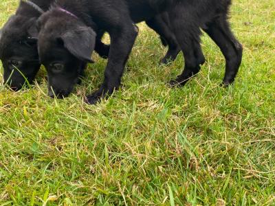 Beautiful Border Collie x Labrador puppies in Westmeath