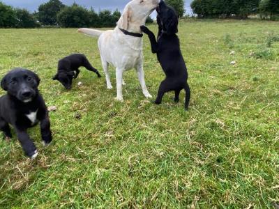 Beautiful Border Collie x Labrador puppies in Westmeath