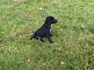 Beautiful Border Collie x Labrador puppies in Westmeath