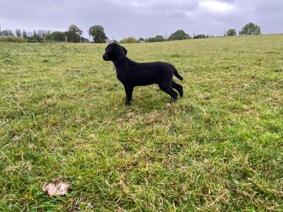 Beautiful Border Collie x Labrador puppies in Westmeath