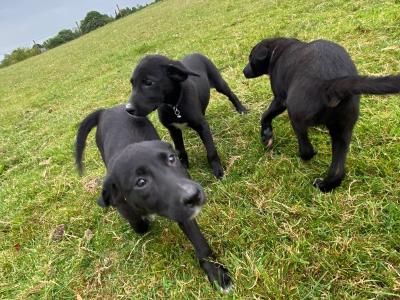 Beautiful Border Collie x Labrador puppies in Westmeath