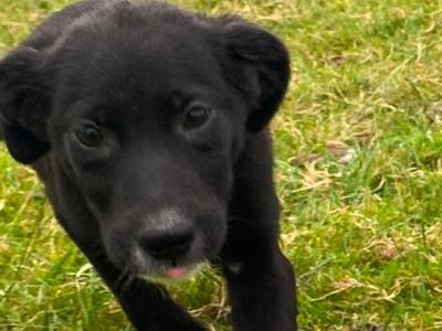 Beautiful Border Collie x Labrador puppies in Westmeath