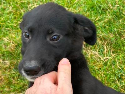 Beautiful Border Collie x Labrador puppies in Westmeath