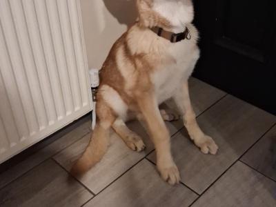 IKC registered Saarloos Wolfdog Puppies looking for their new home