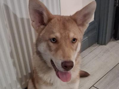IKC registered Saarloos Wolfdog Puppies looking for their new home
