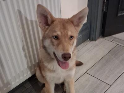 IKC Registered Saarloos Wolfdog puppies in Tipperary are looking for their new home
