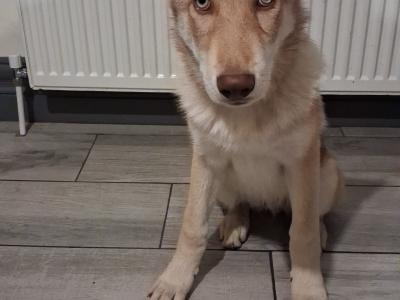 IKC registered Saarloos Wolfdog Puppies looking for their new home