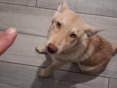 IKC registered Saarloos Wolfdog Puppies looking for their new home