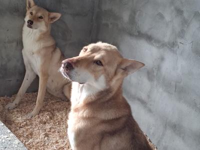 IKC registered Saarloos Wolfdog Puppies looking for their new home