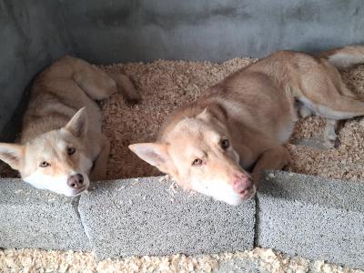 IKC registered Saarloos Wolfdog Puppies looking for their new home