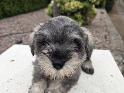 IKC miniature Schnauzer puppies in Wexford
