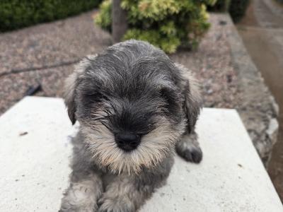 IKC miniature Schnauzer puppies in Wexford
